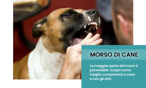 morso cane cure